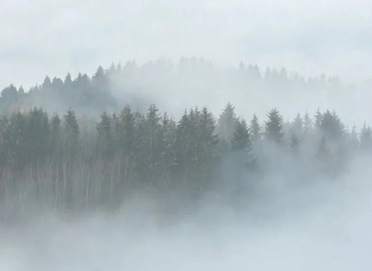 tapeten, tapeten online kaufen, Tapeten-Center, Fototapeten, Unitapeten, Günstige Tapeten No alt tex